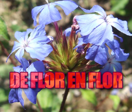 Ciclo "De Flor en  Flor"